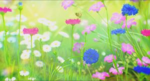 The Colors Within - Screenshot #2